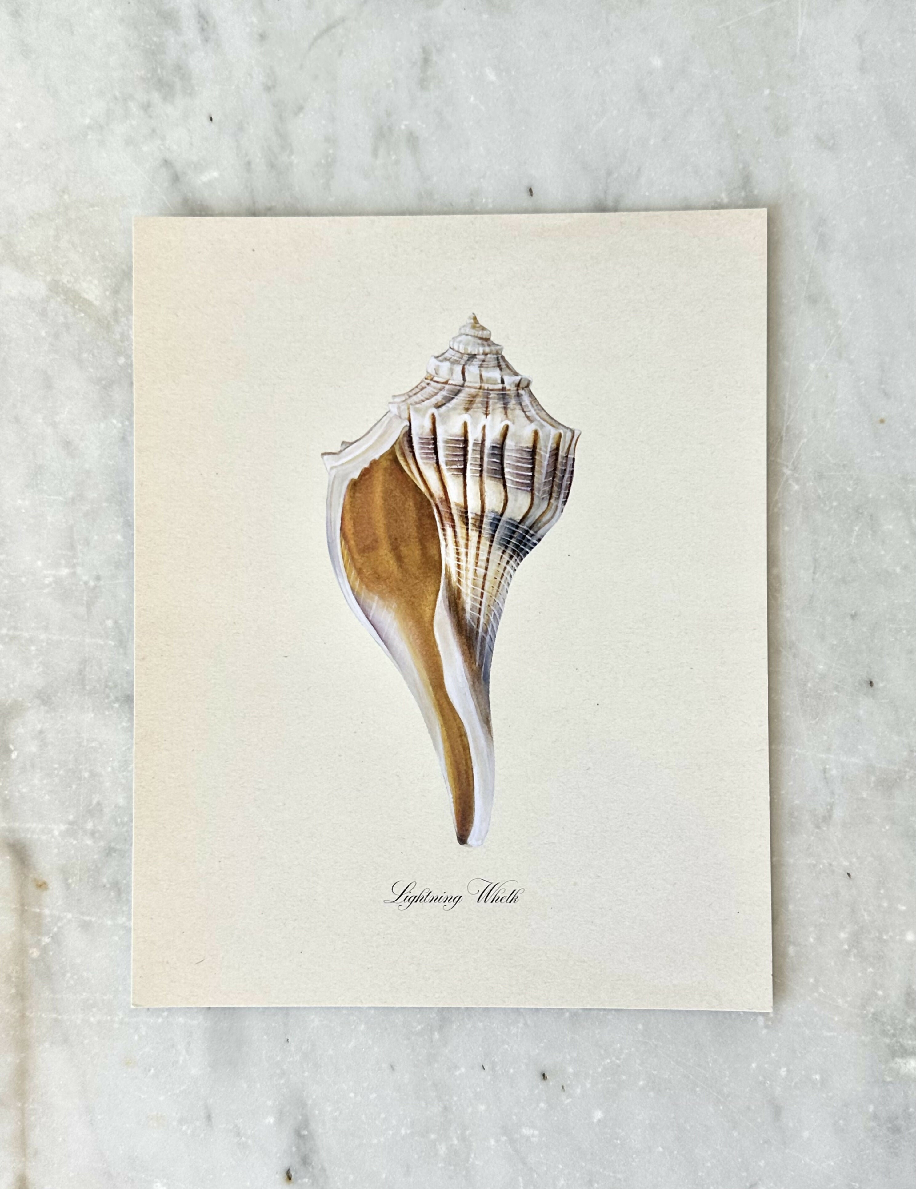 Lightning Whelk Print