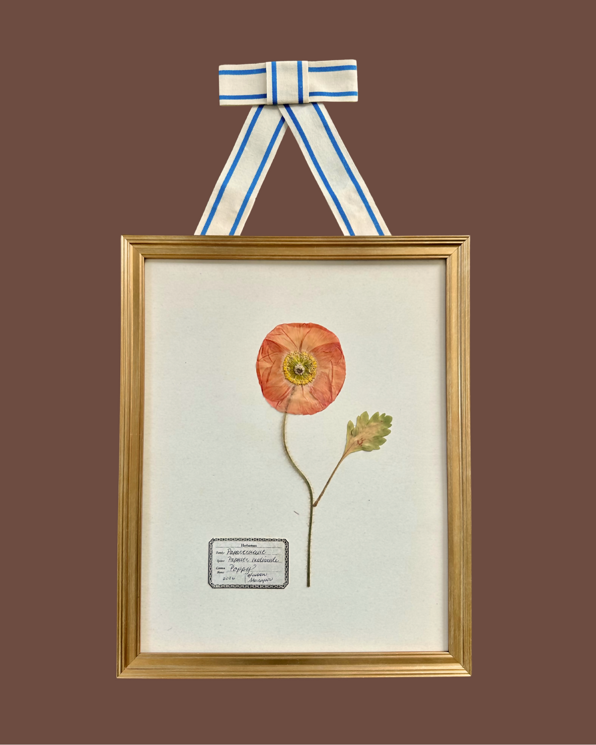 Pressed Poppy #1