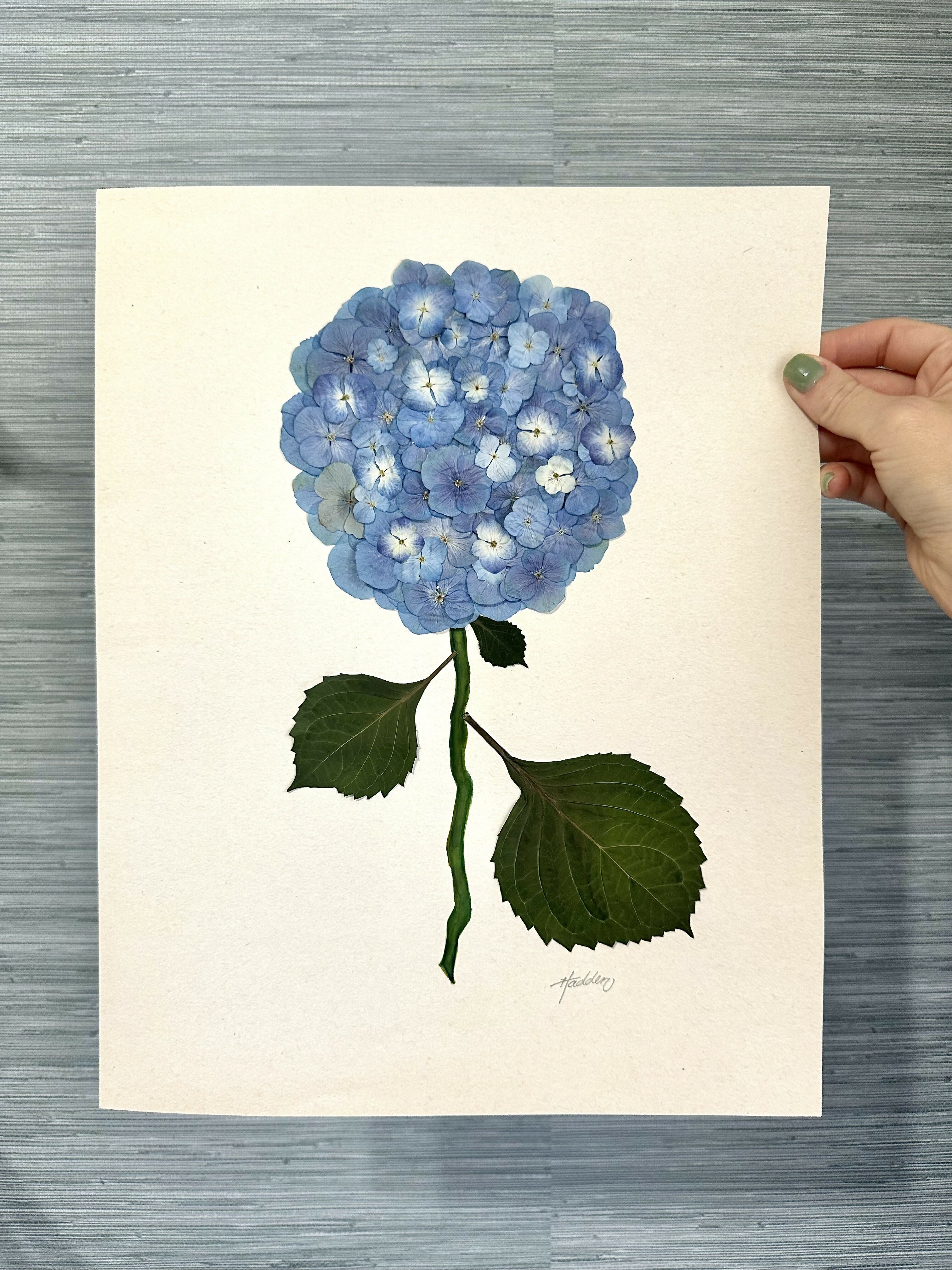 Pressed Hydrangea I/VII