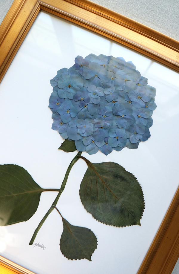 Pressed Hydrangea in Rose Gold Frame