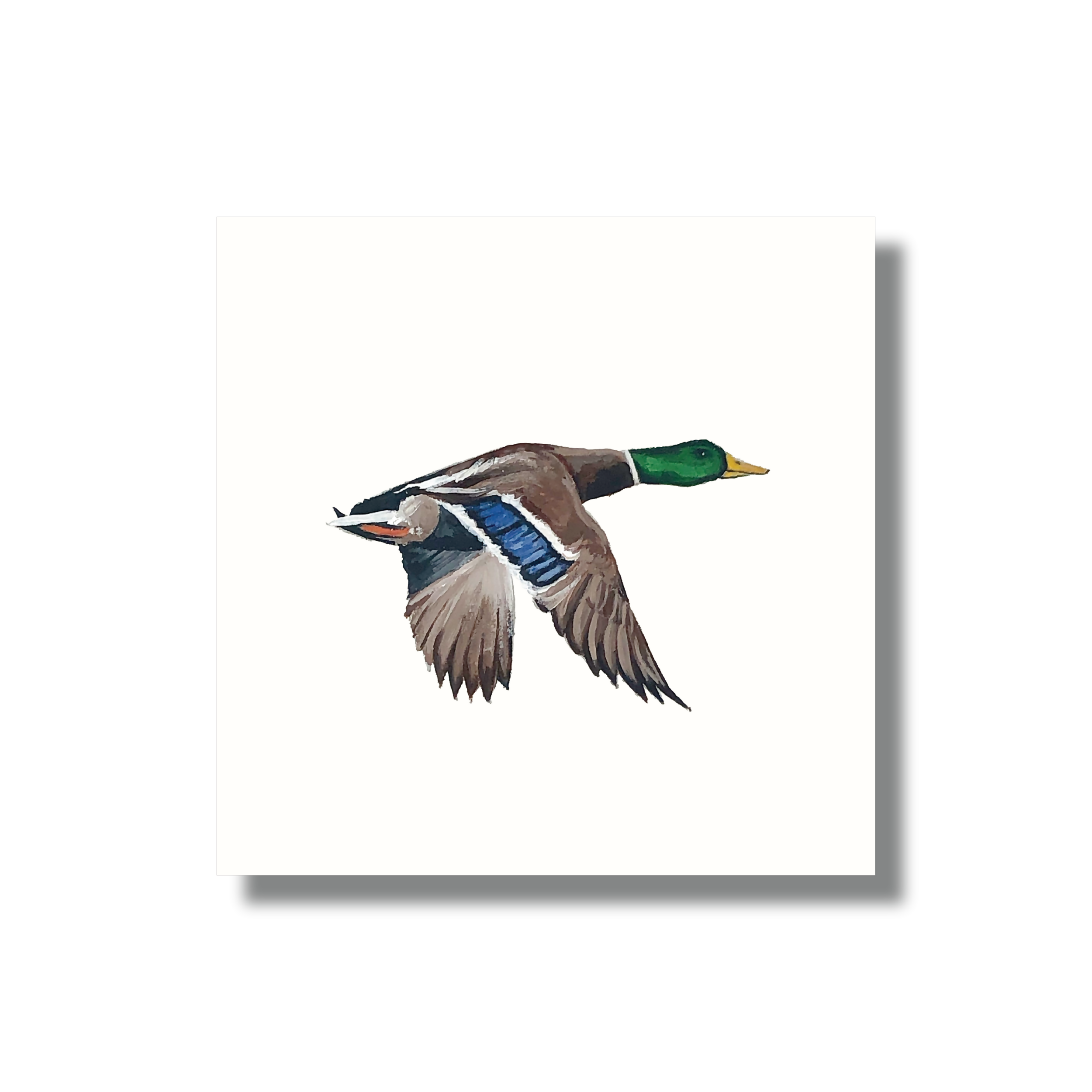 Mallard in Flight Study Print