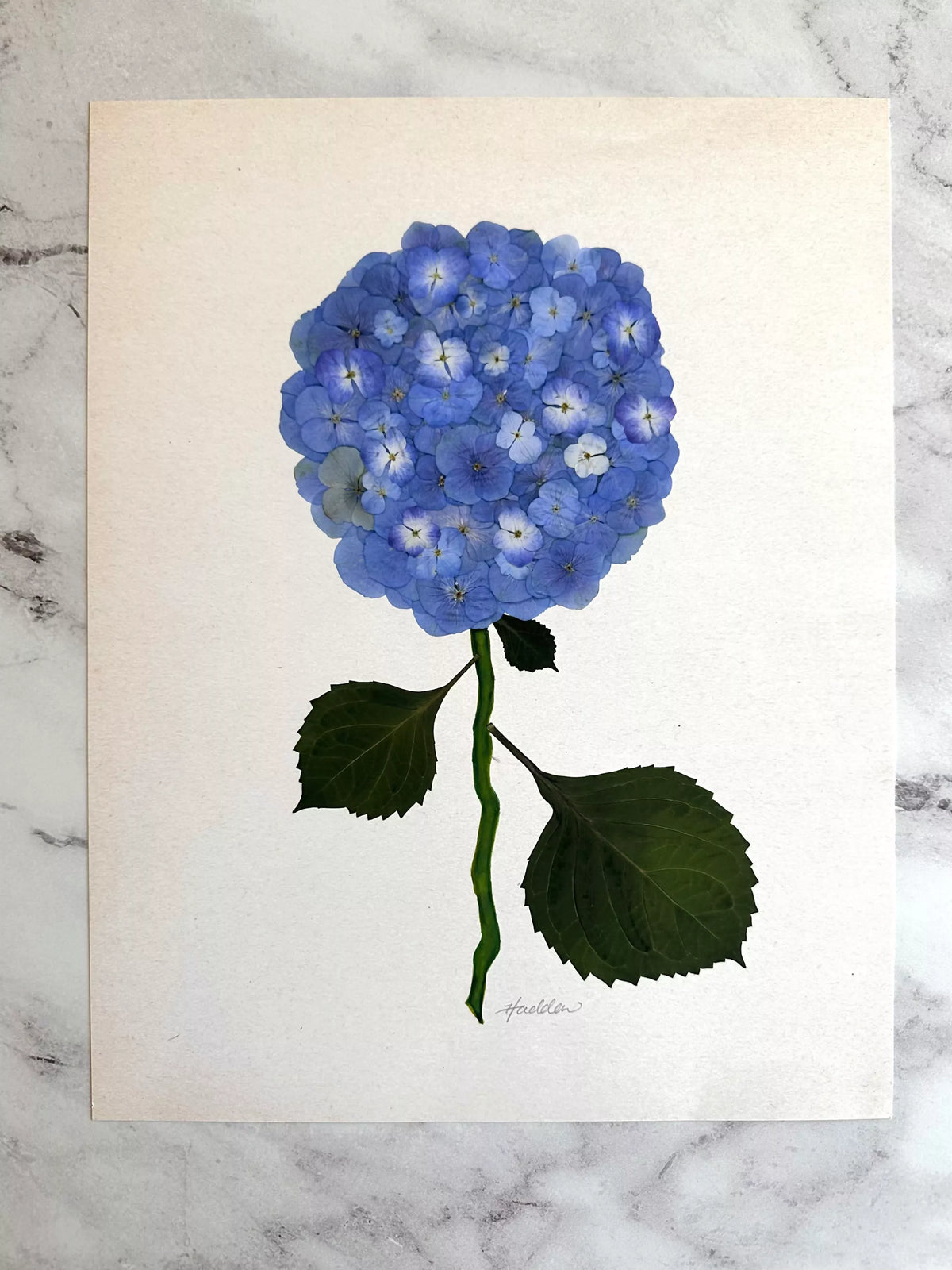 Blue Pressed Hydrangea Giclée Print