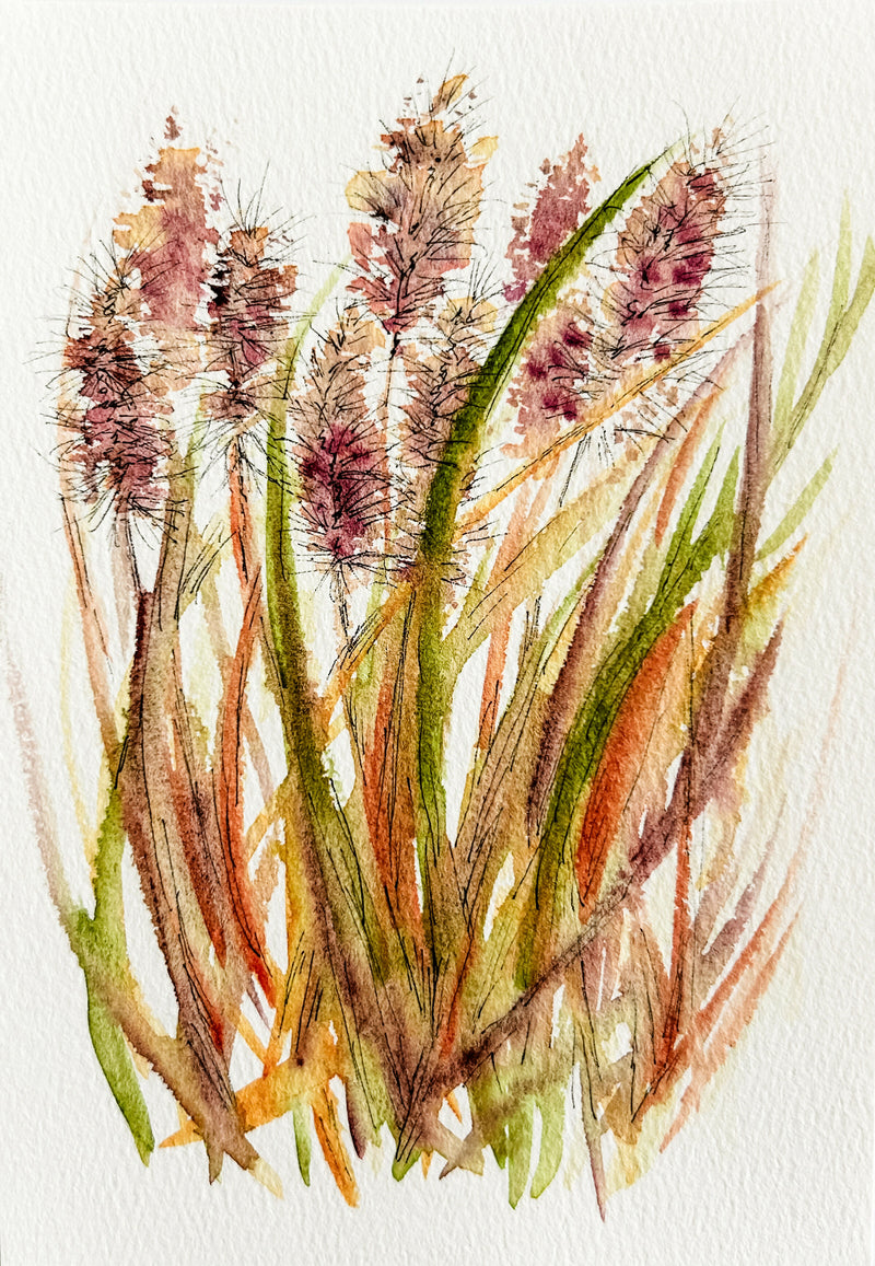 Ornamental Grasses