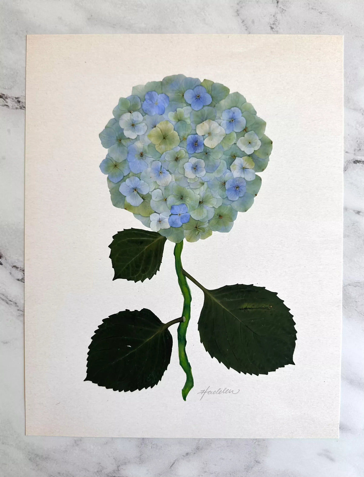Green Pressed Hydrangea Giclée Print
