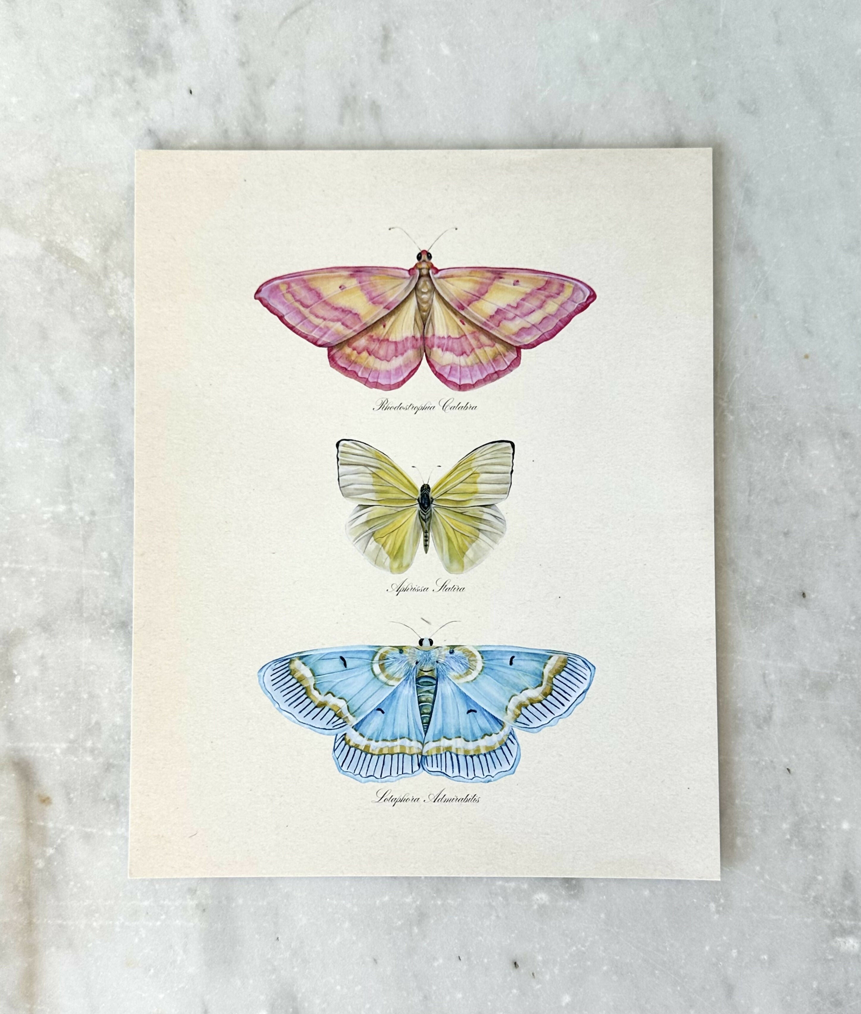 Butterfly Trio #2