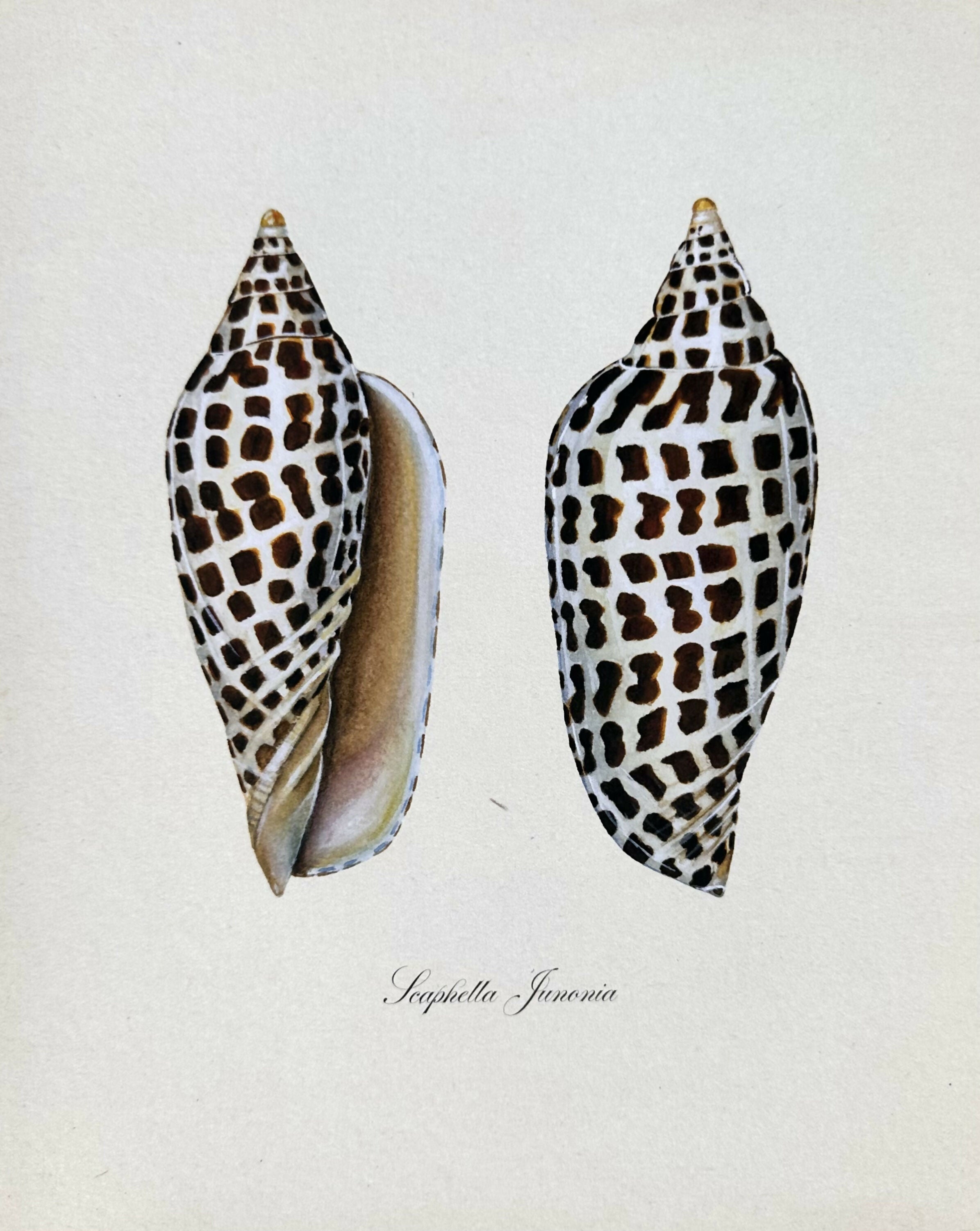 Junonia Study Print