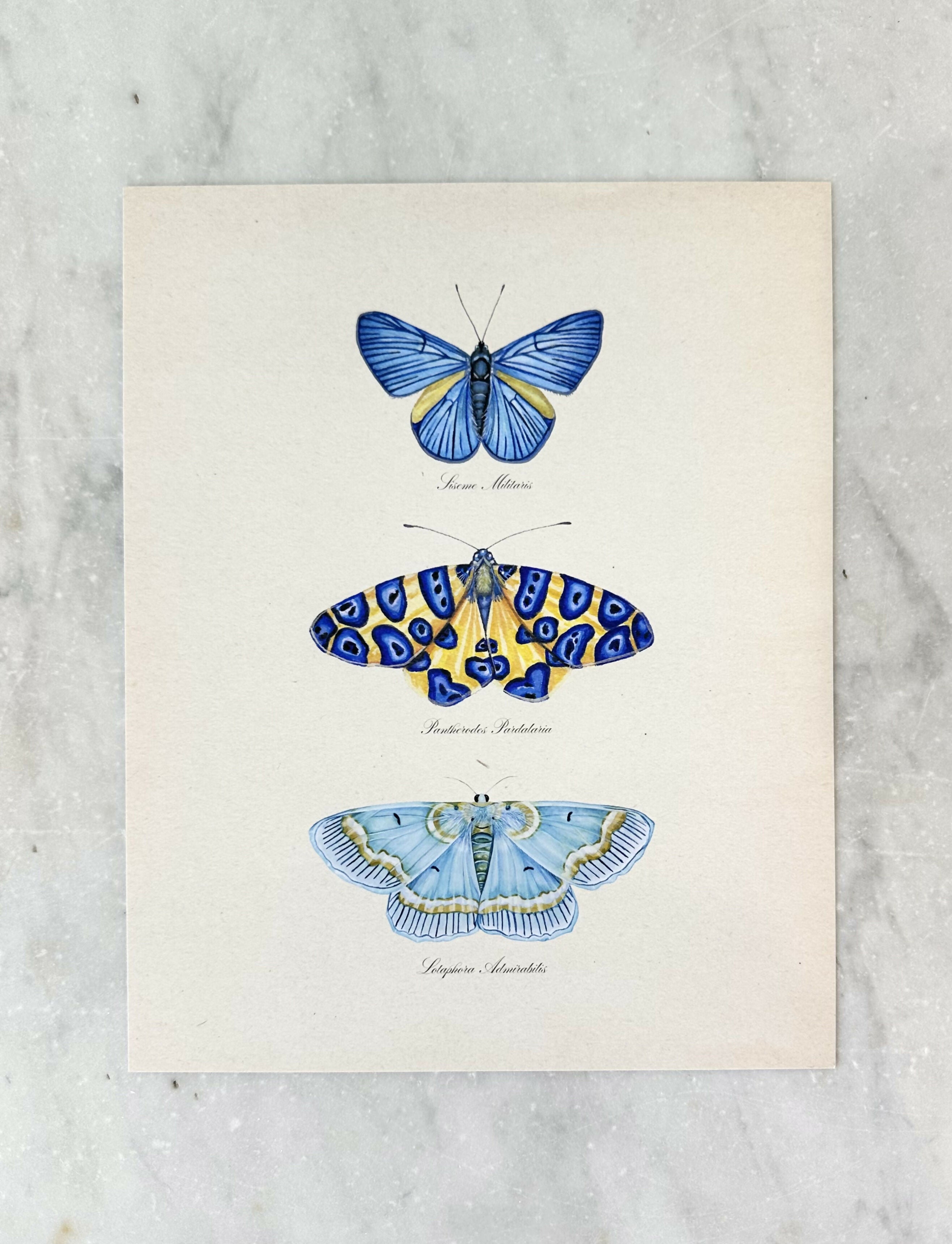 Butterfly Trio #3 Print