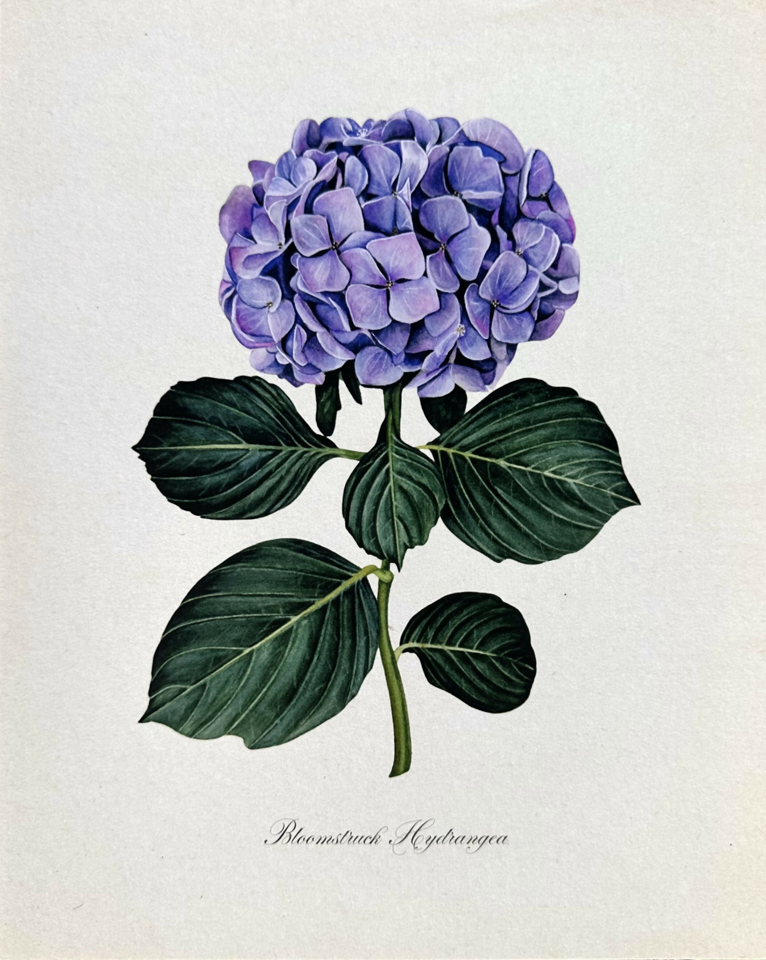 Purple Hydrangea Print