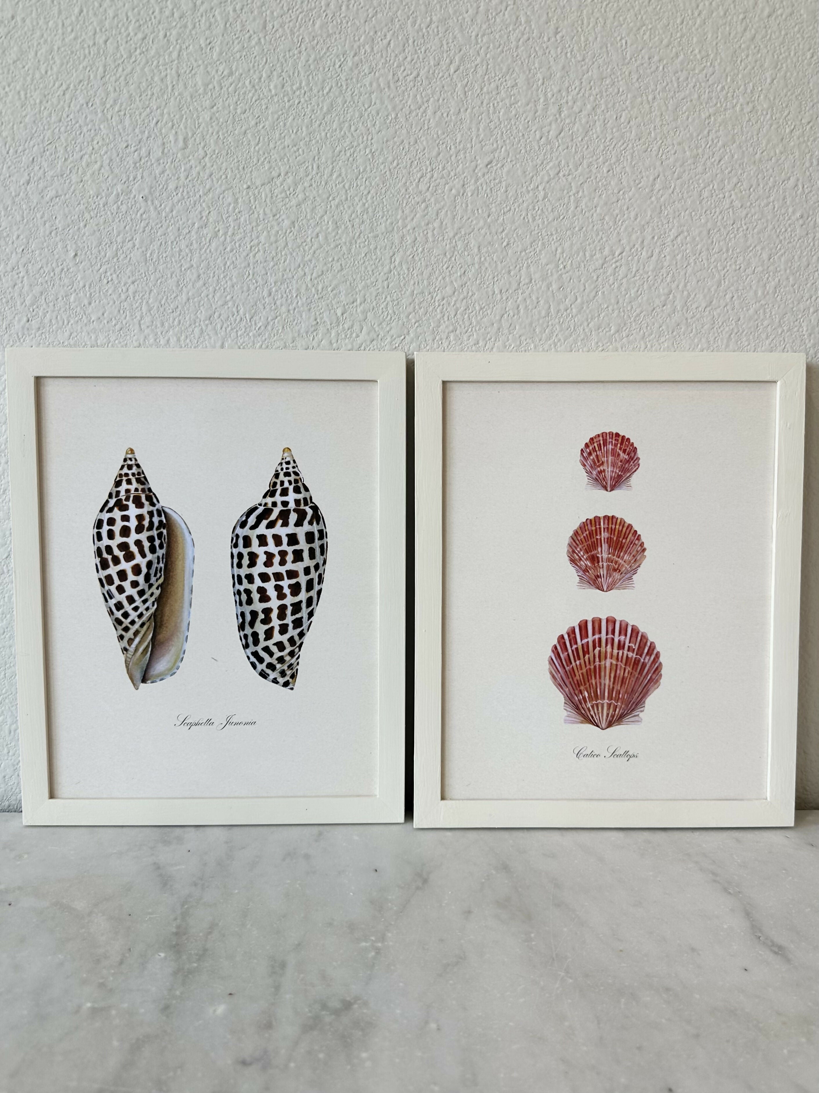 Junonia Study Print