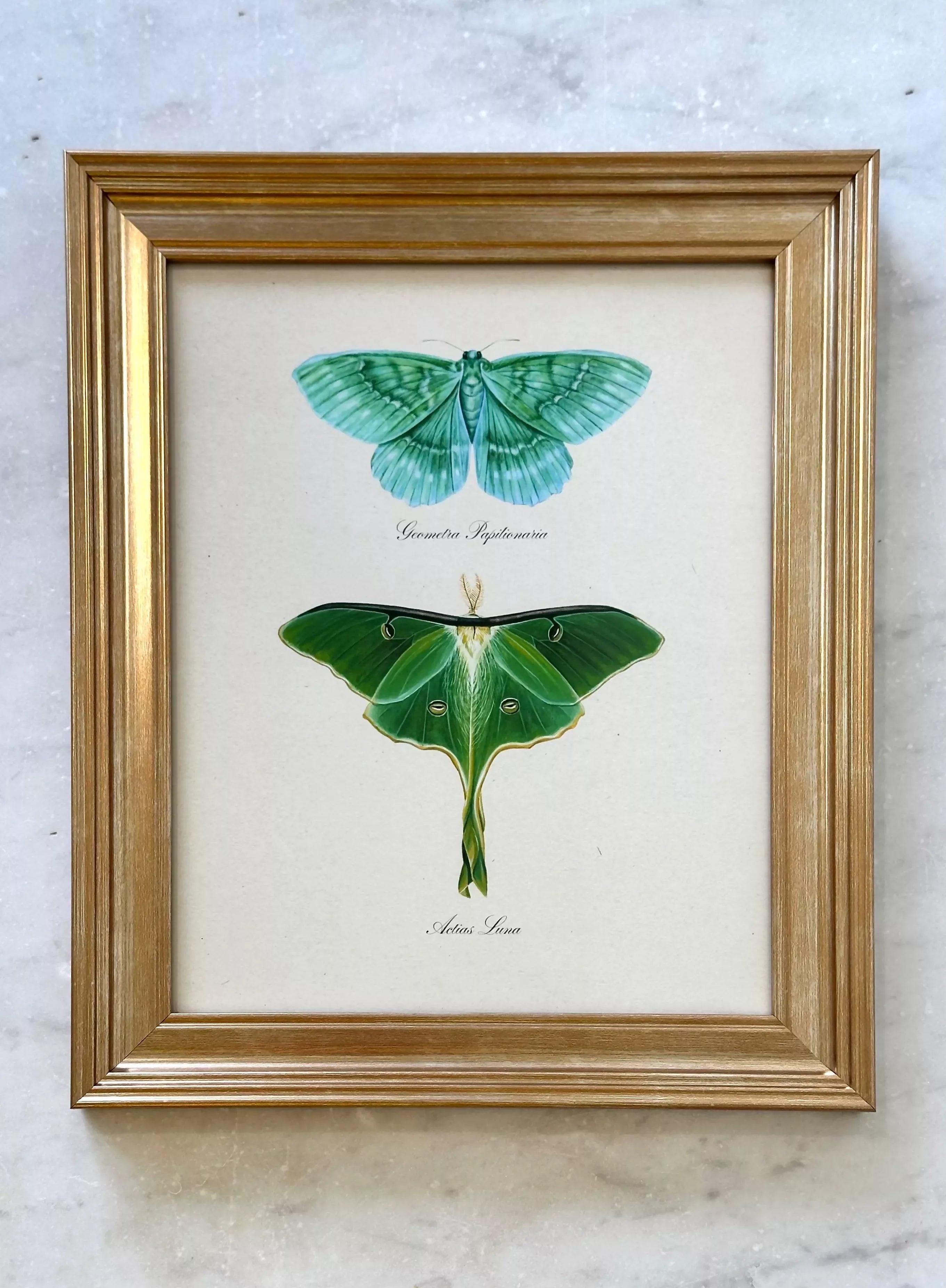 Framed Emerald + Luna Moths Print