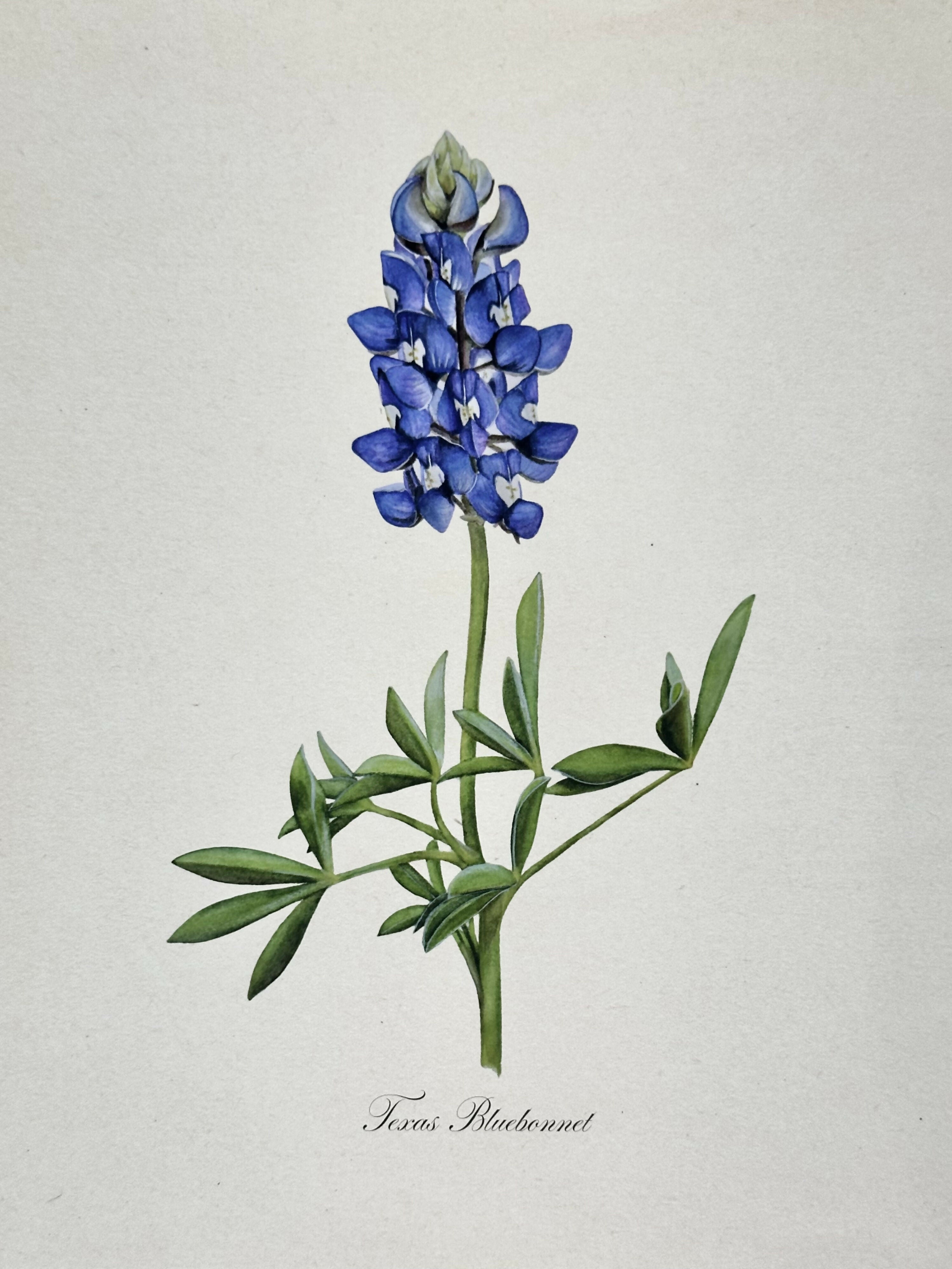 Bluebonnet Print