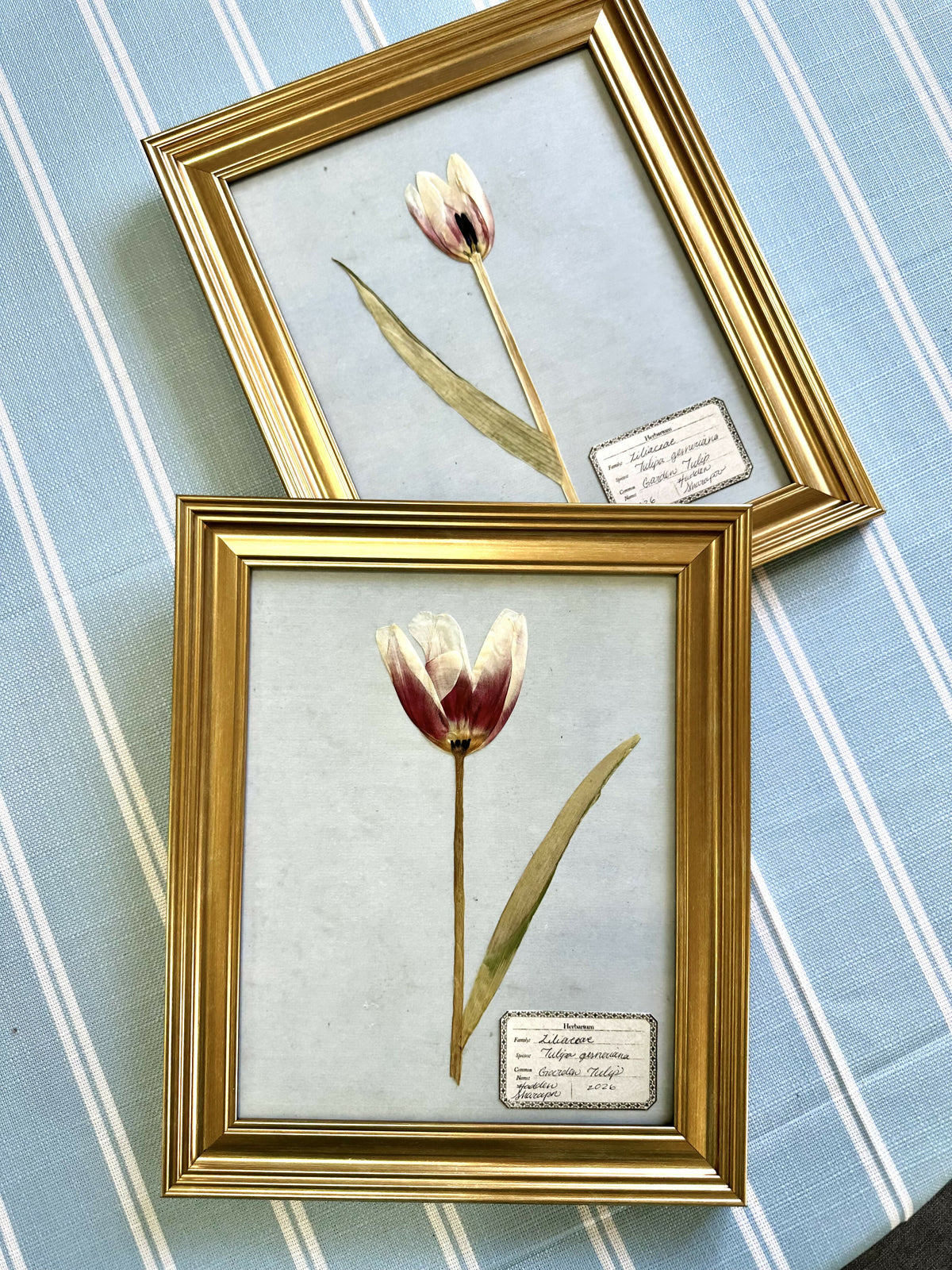 Pressed Tulip #2