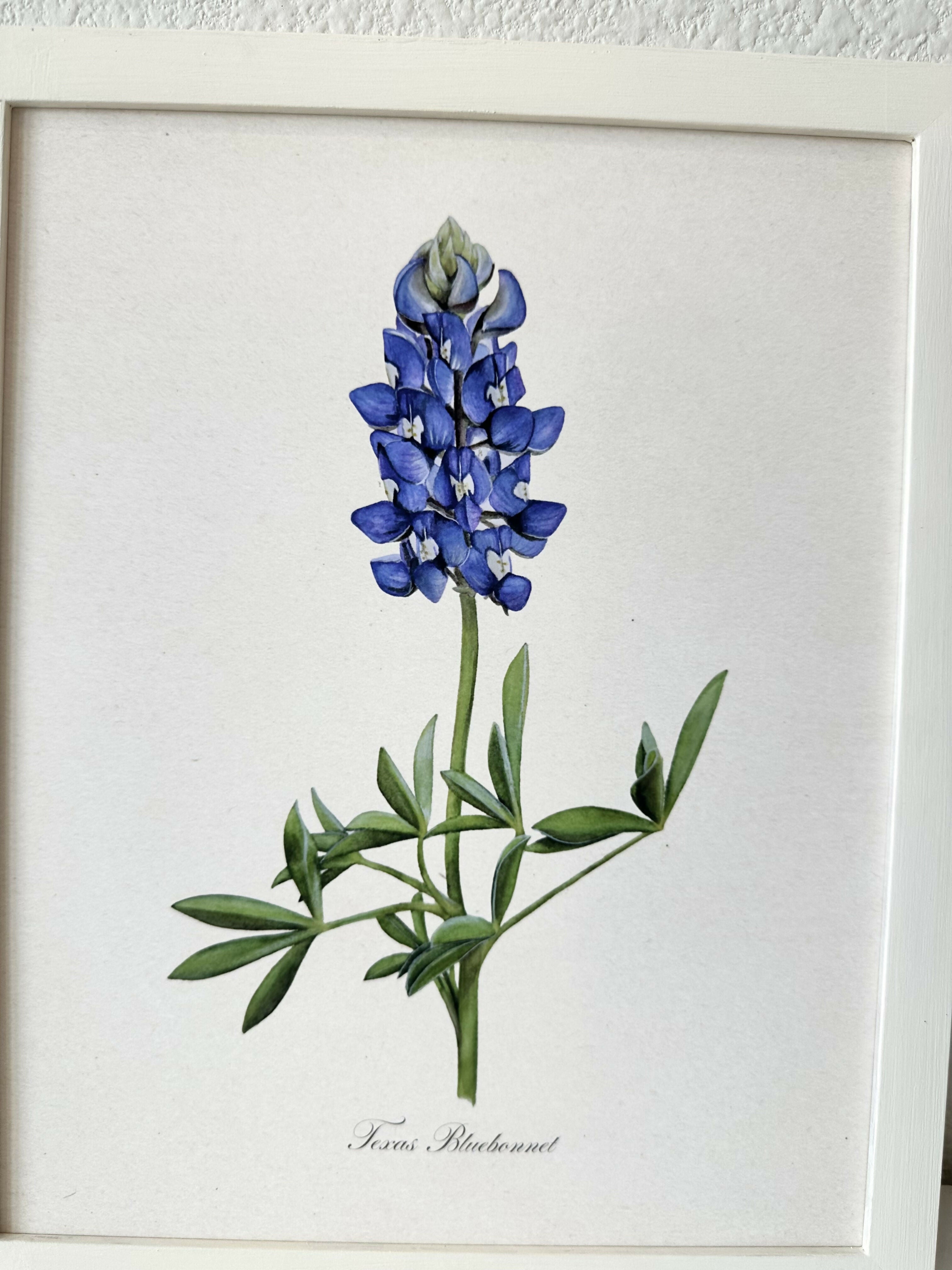 Bluebonnet Print