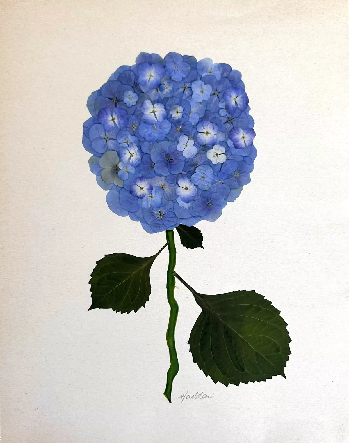 Blue Pressed Hydrangea Giclée Print