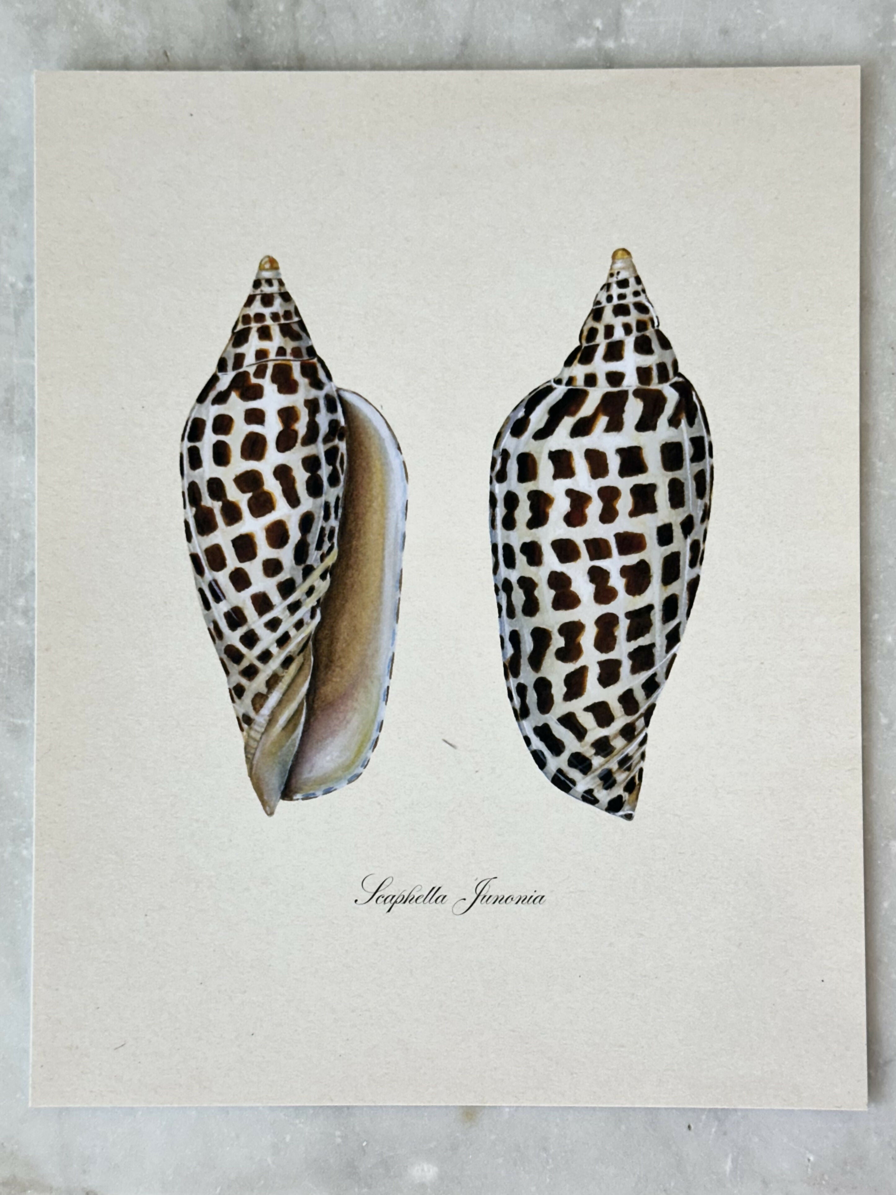 Junonia Study Print