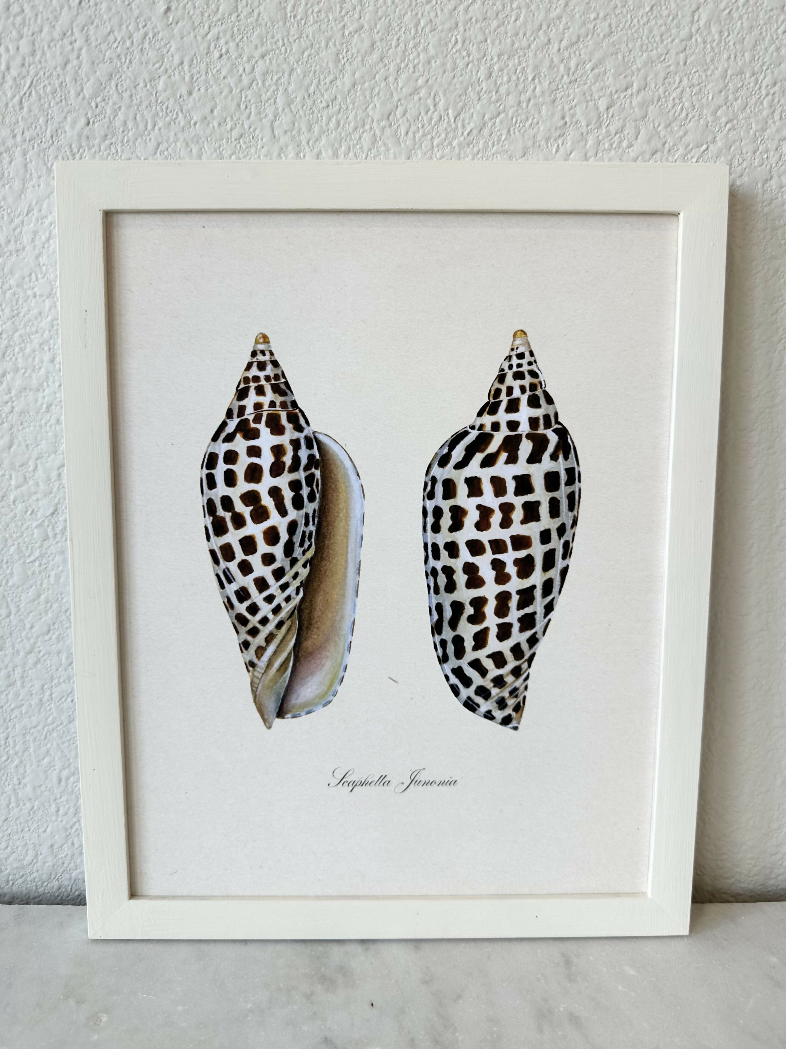 Junonia Study Print