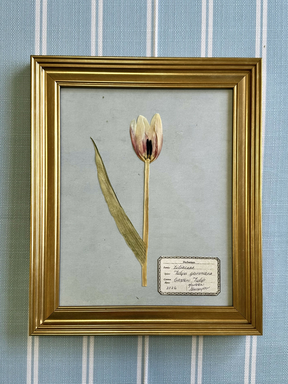 Pressed Tulip #2