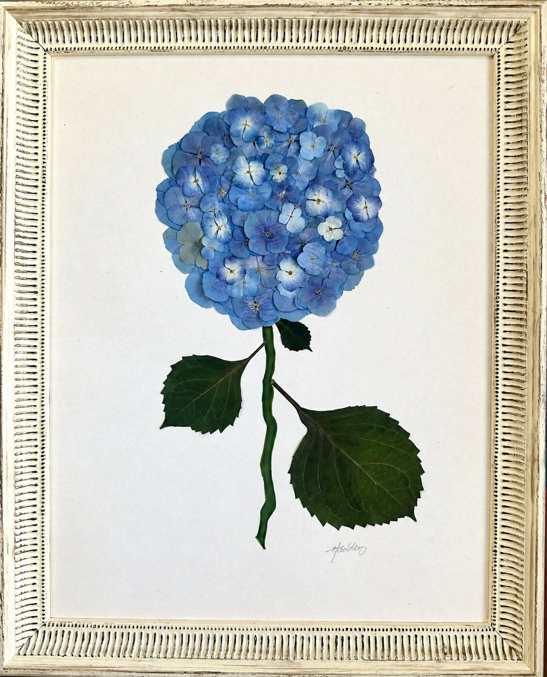 Pressed Hydrangea I/VII