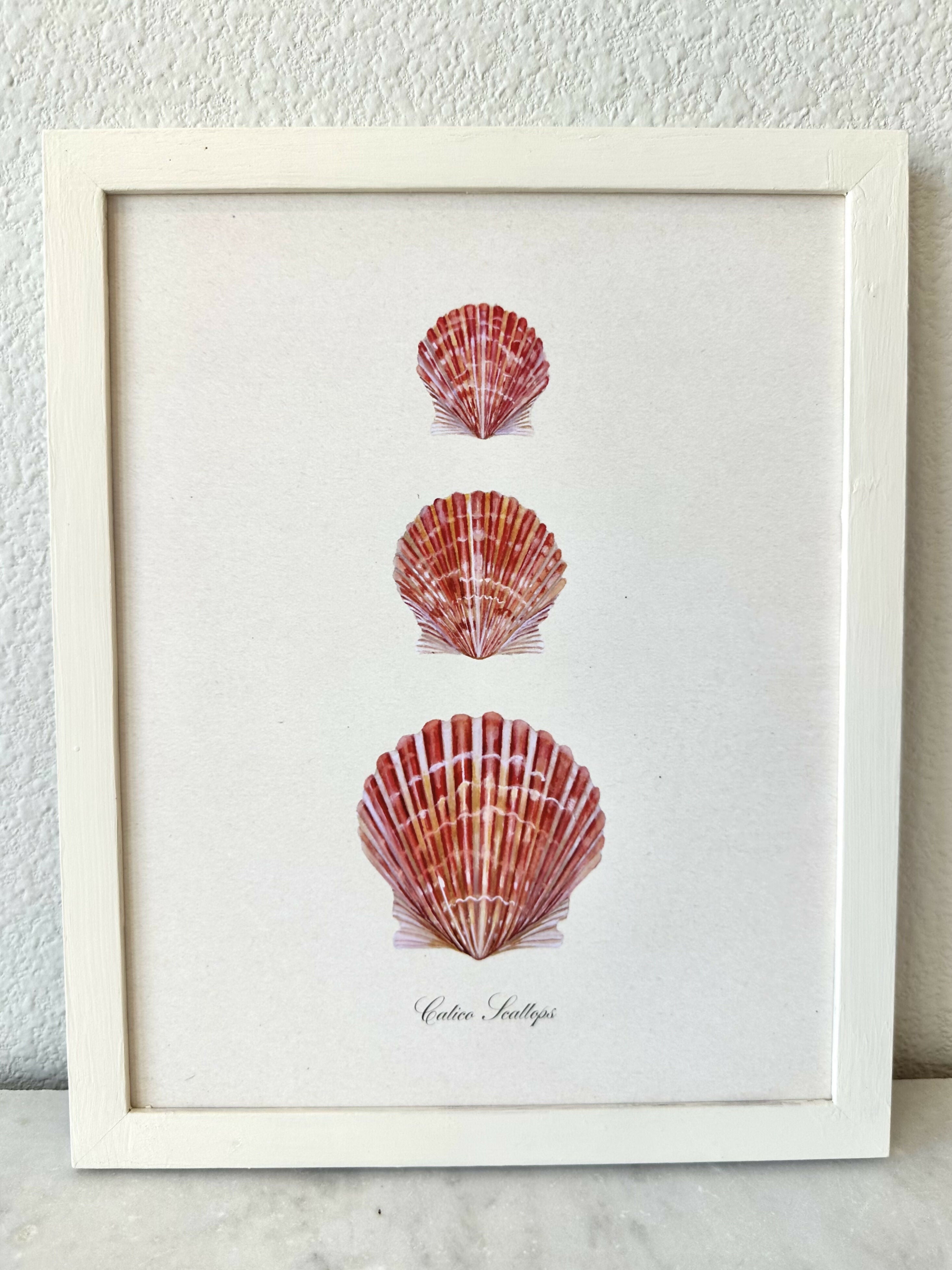Calico Scallop Print